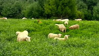 sheep meadow farm