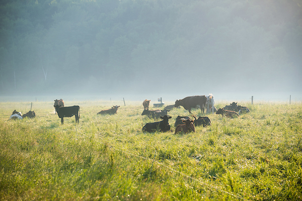 Cows in Mist