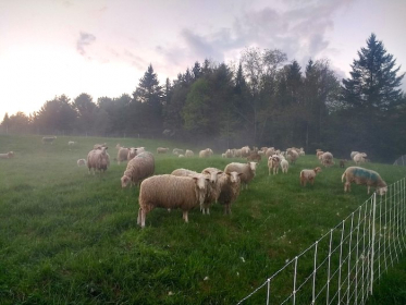 Sheep Meadow Farm2